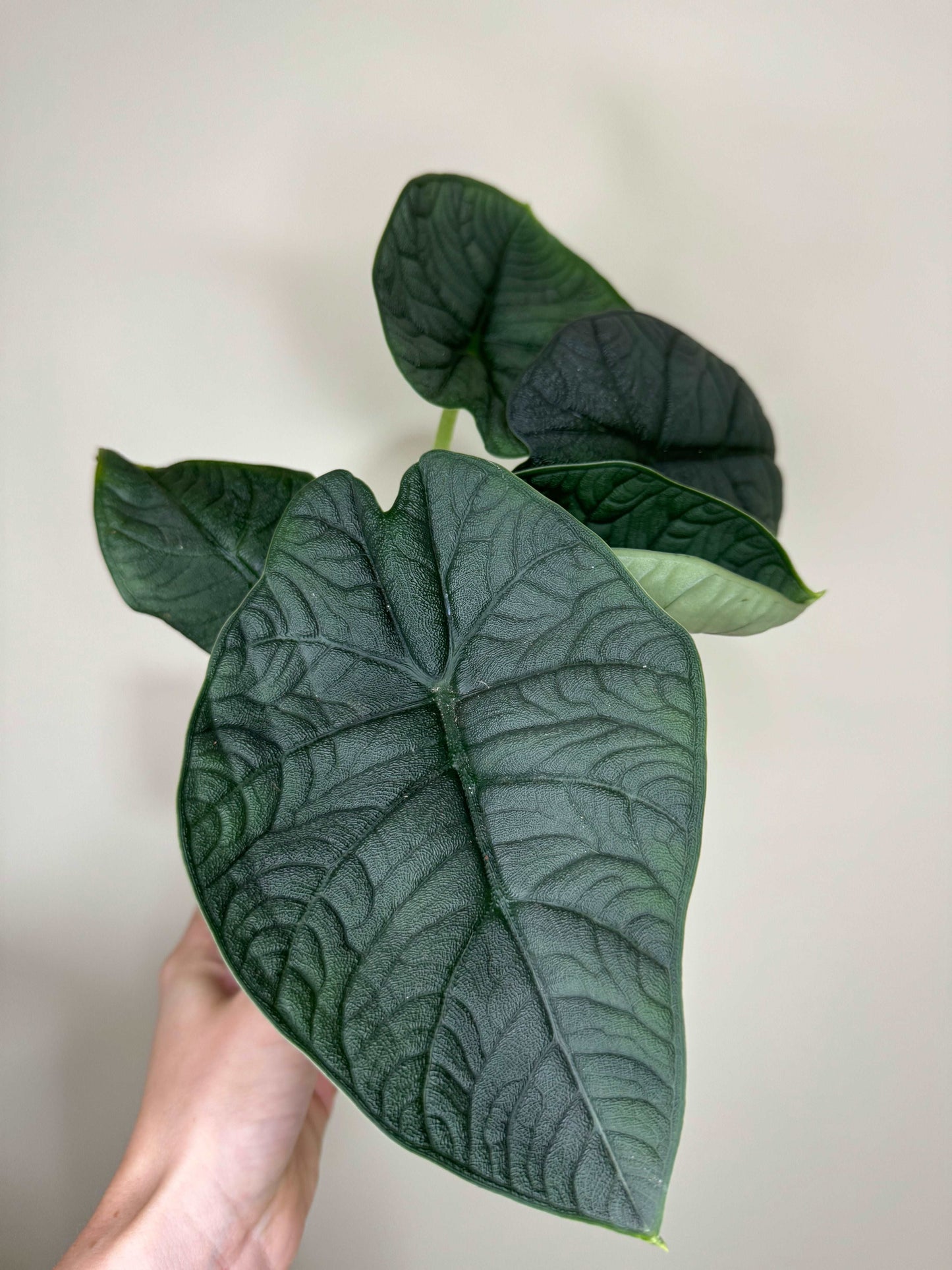 Alocasia Melo