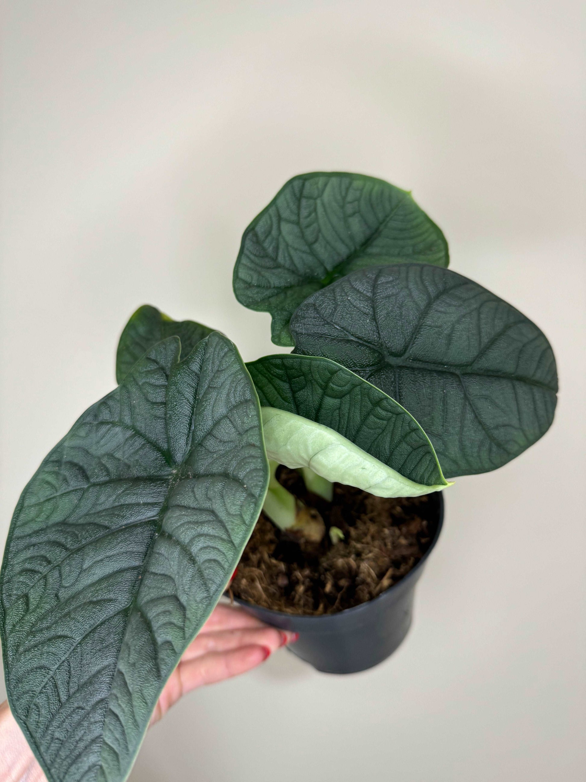 Alocasia Melo