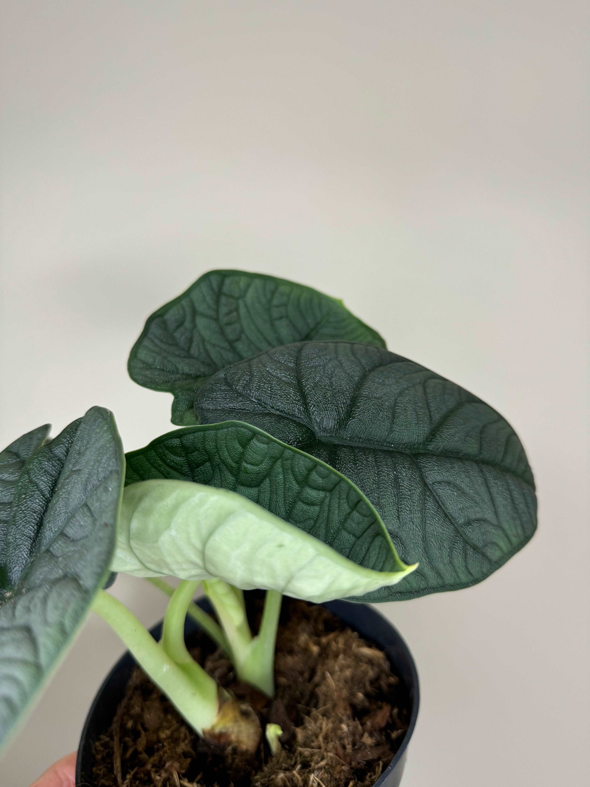 Alocasia Melo