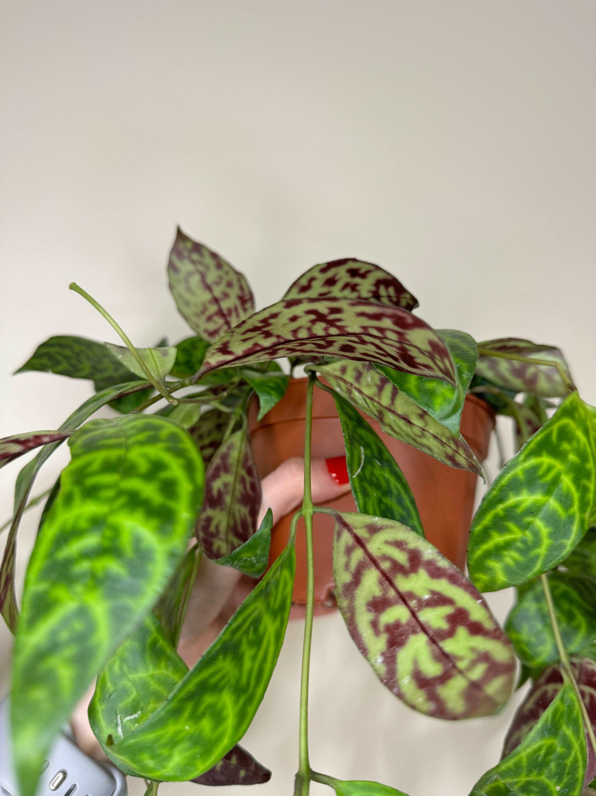 Aeschynanthus Marmoratus