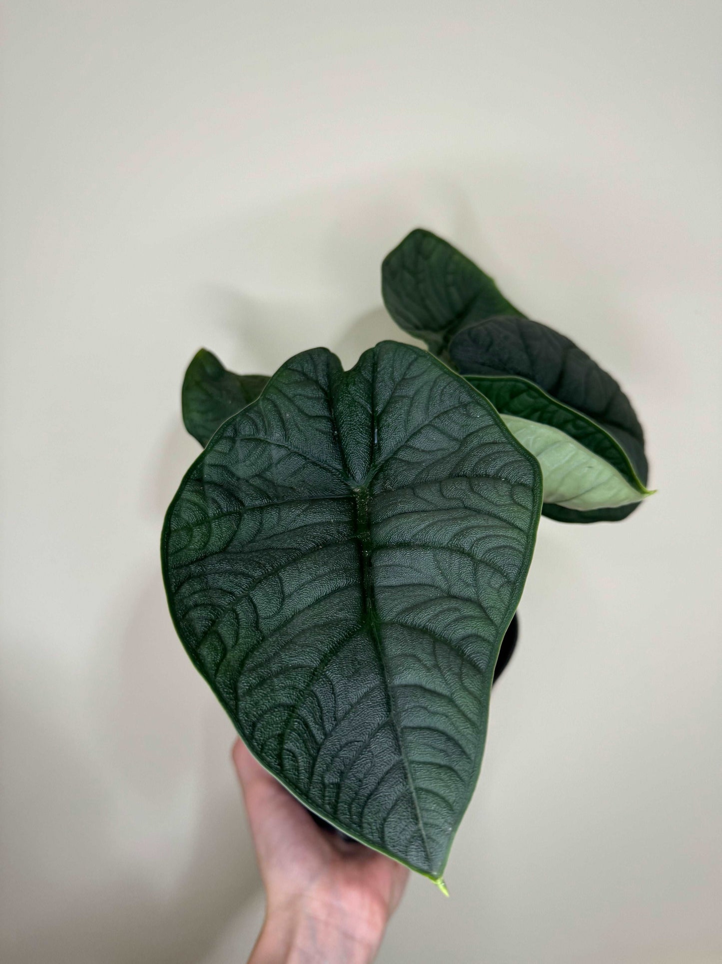 Alocasia Melo