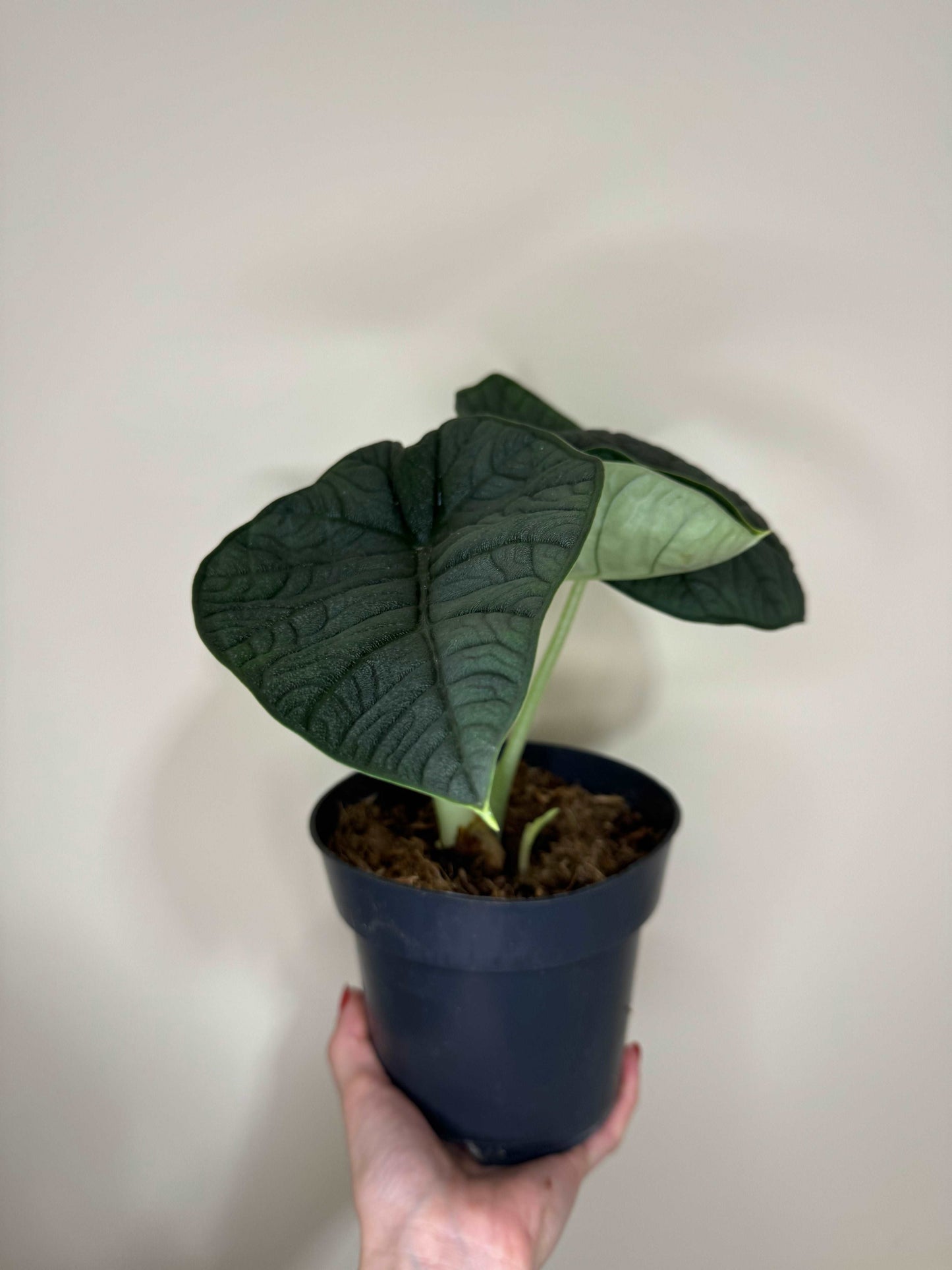 Alocasia Melo