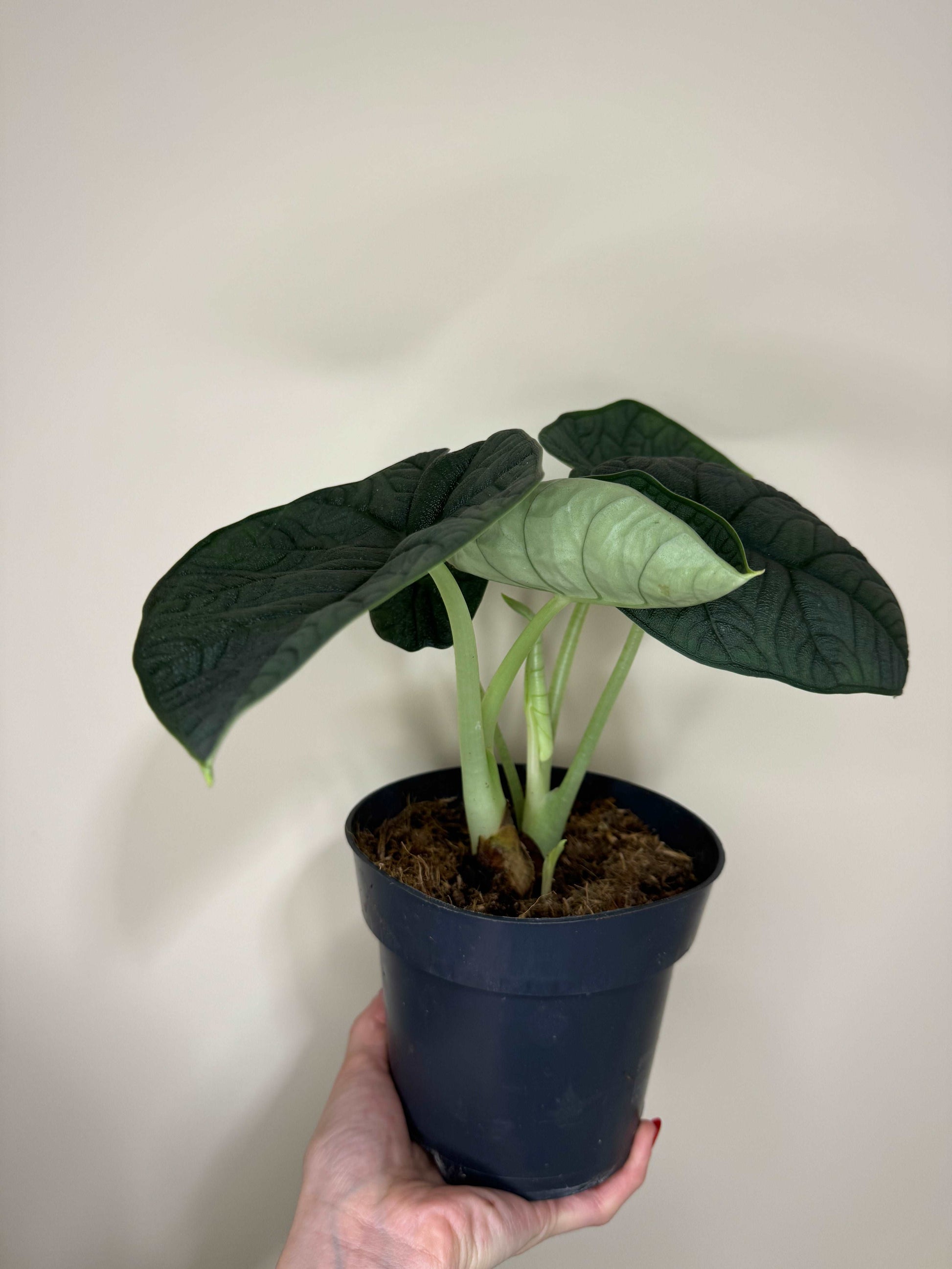 Alocasia Melo