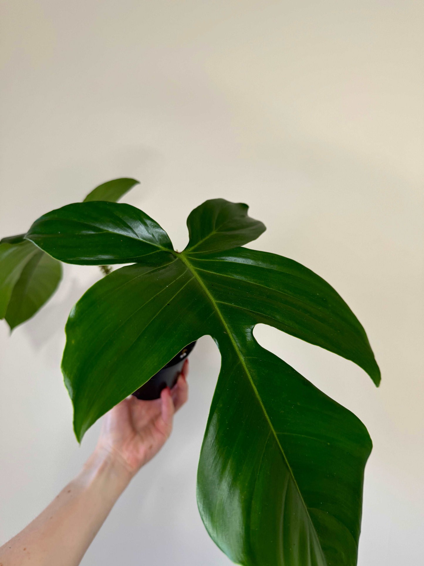 Philodendron Squamiferum