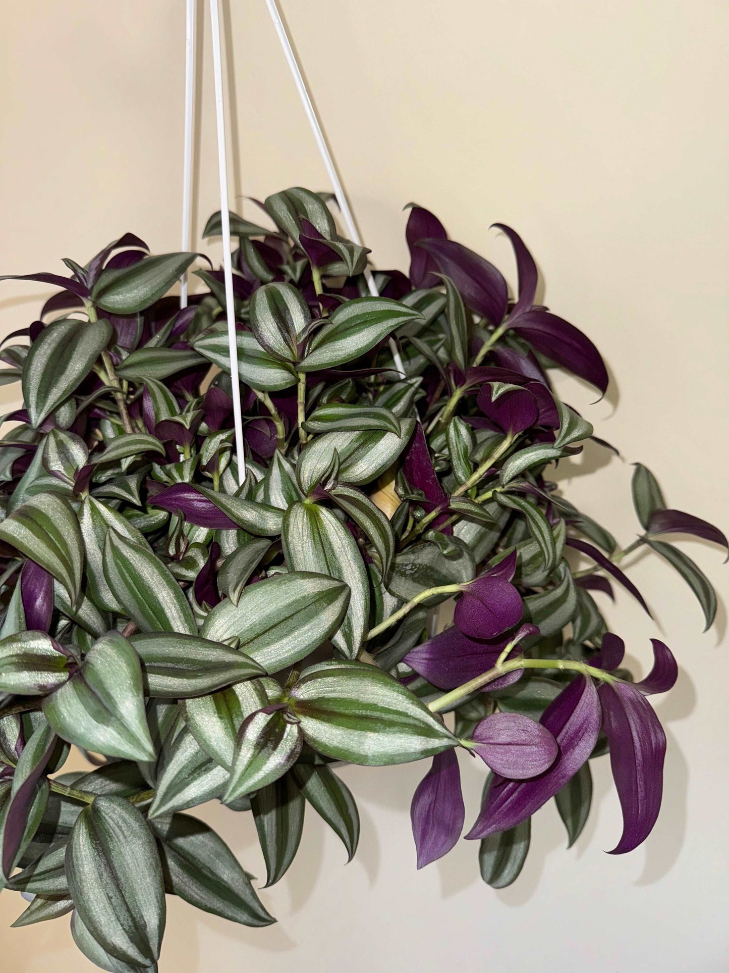 Tradescantia Zebrina “Violet Hill”