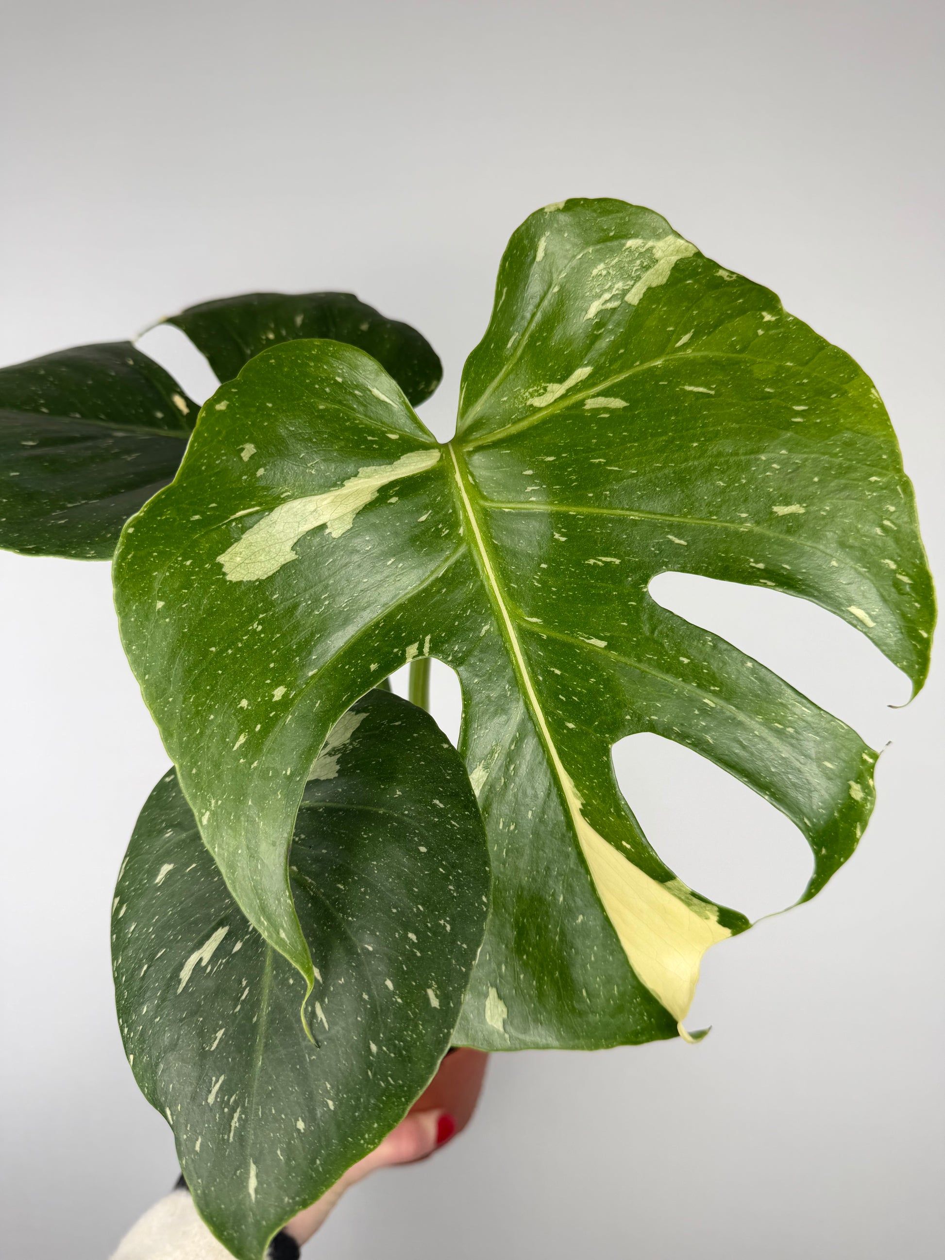 Monstera Thai Constellation Monstera Tropical Corner