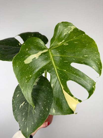 Monstera Thai Constellation Monstera Tropical Corner