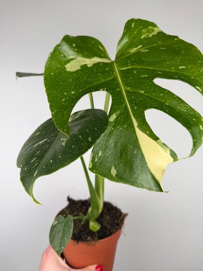 Monstera Thai Constellation Monstera Tropical Corner
