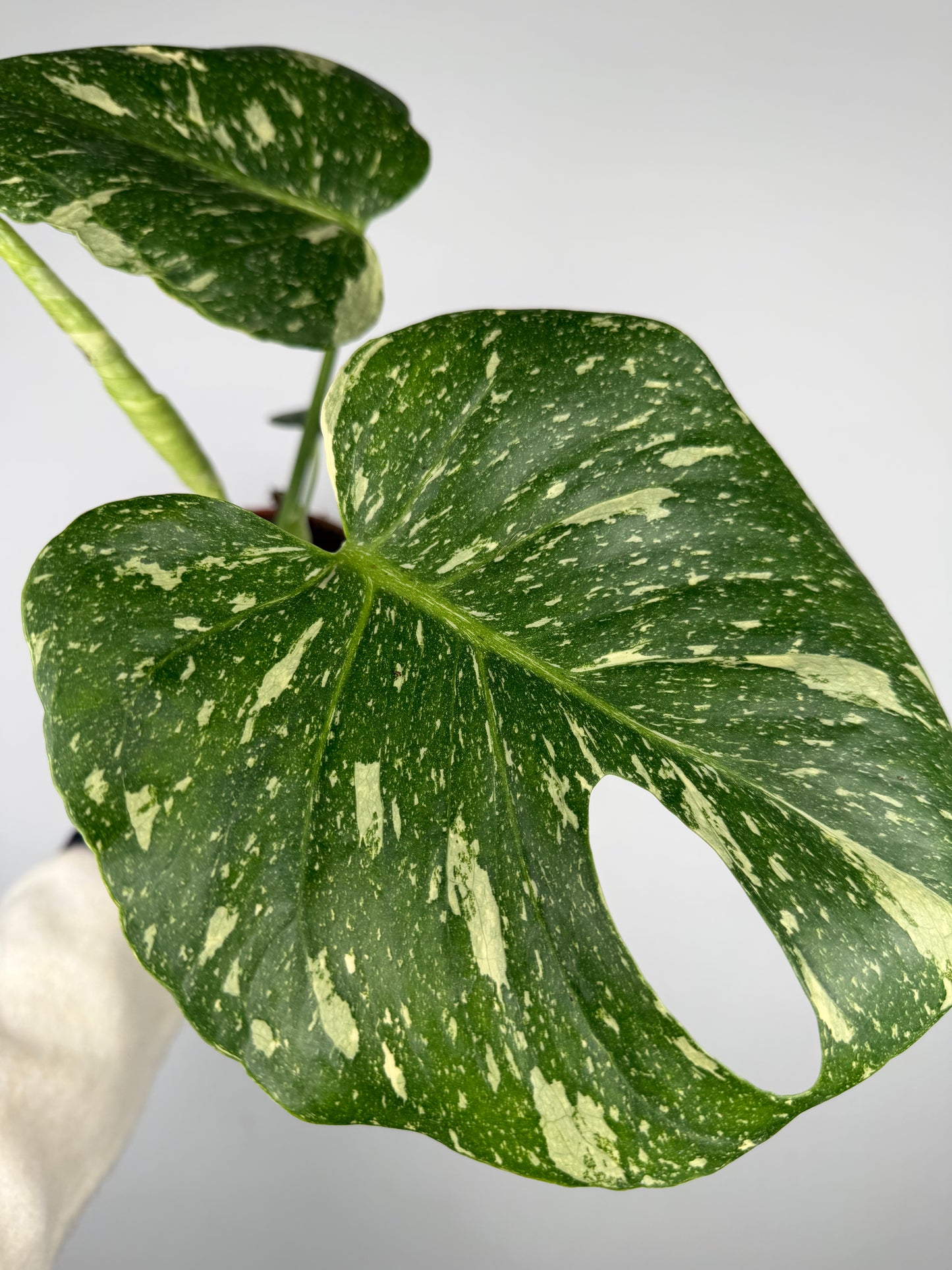 Monstera Thai Constellation Monstera Tropical Corner