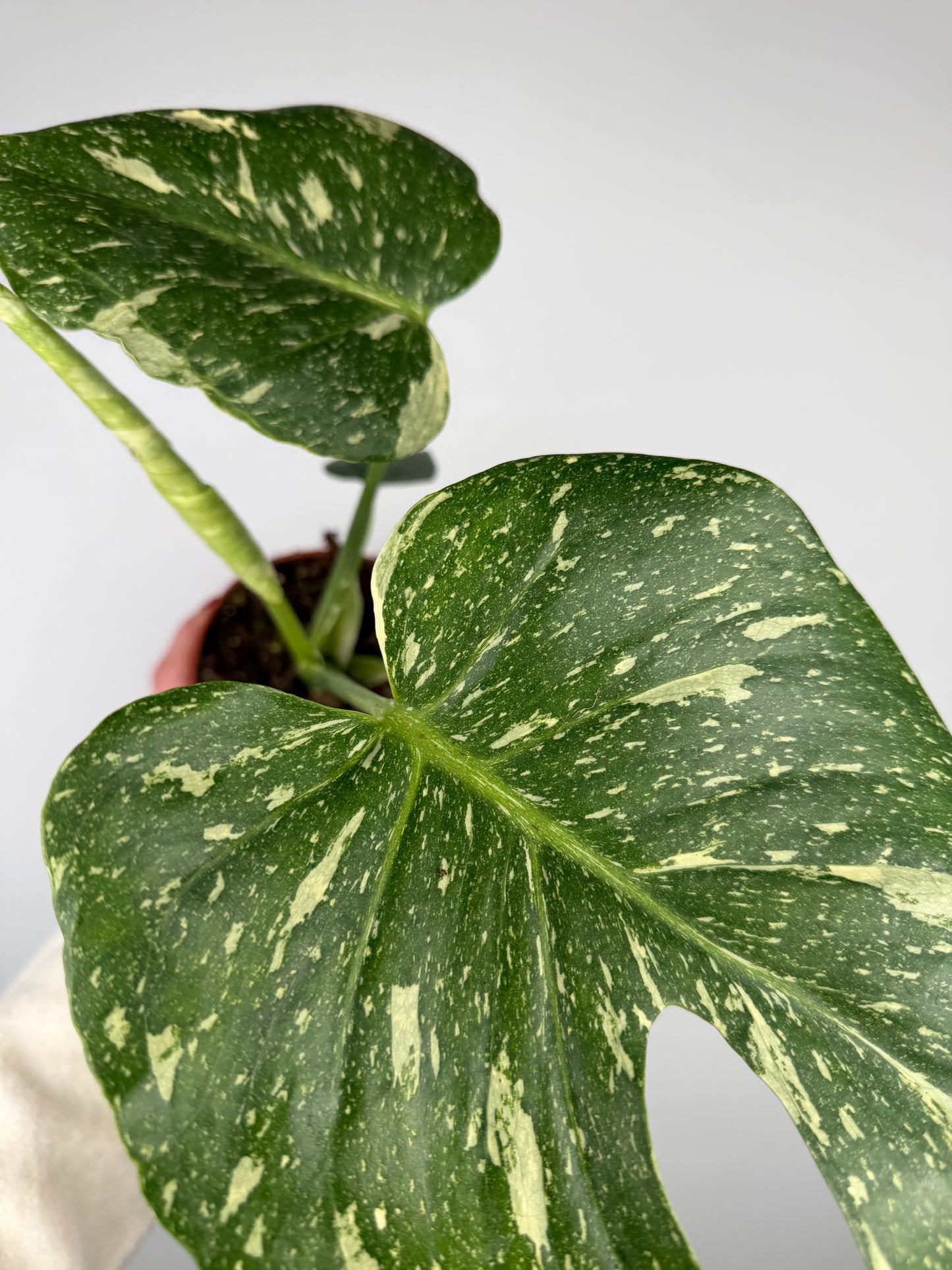 Monstera Thai Constellation Monstera Tropical Corner