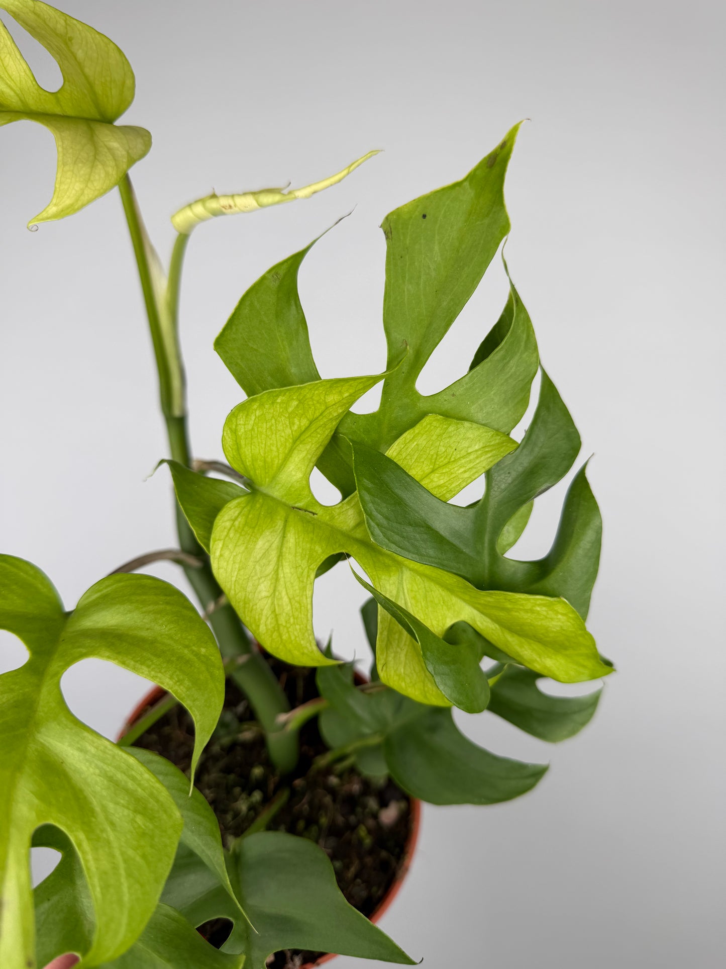 Monstera Minima Monstera Tropical Corner