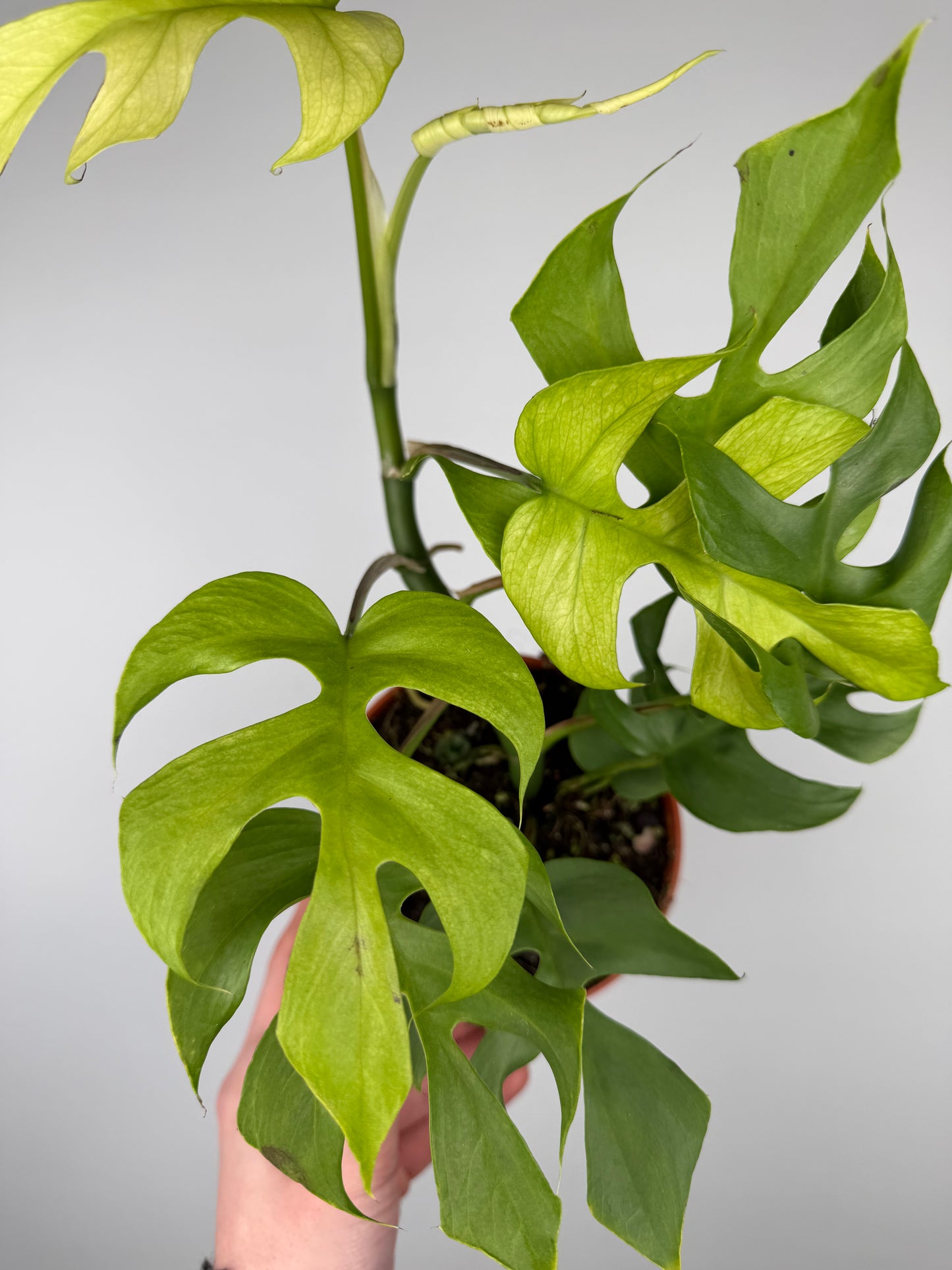 Monstera Minima Monstera Tropical Corner