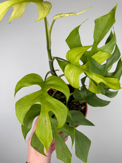 Monstera Minima Monstera Tropical Corner