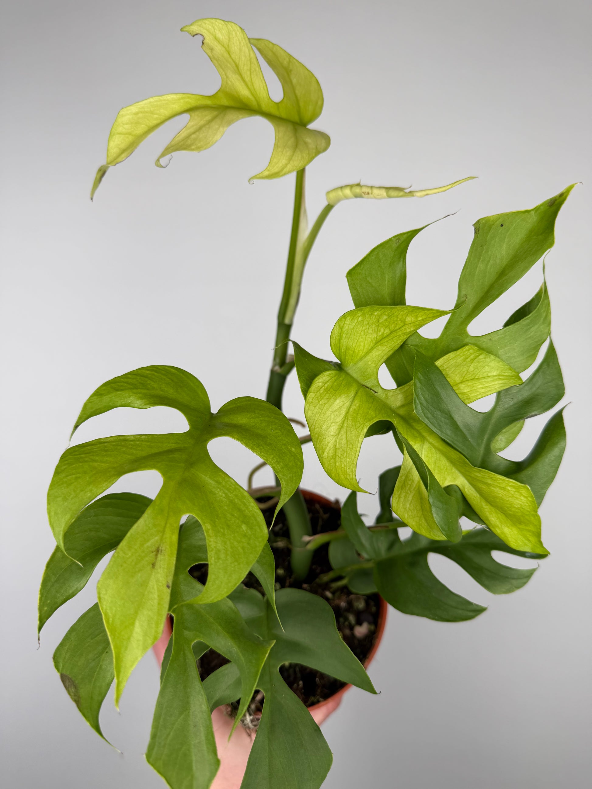 Monstera Minima Monstera Tropical Corner