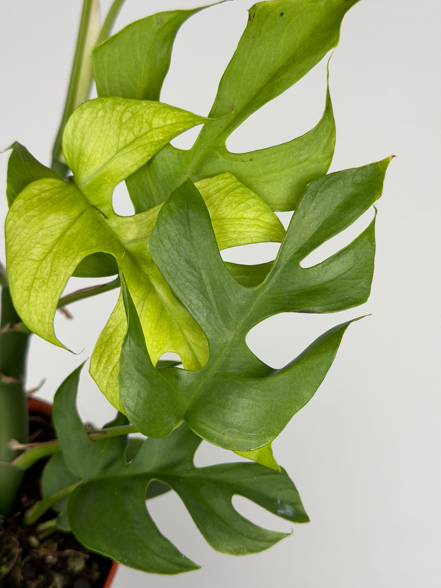 Monstera Minima Monstera Tropical Corner