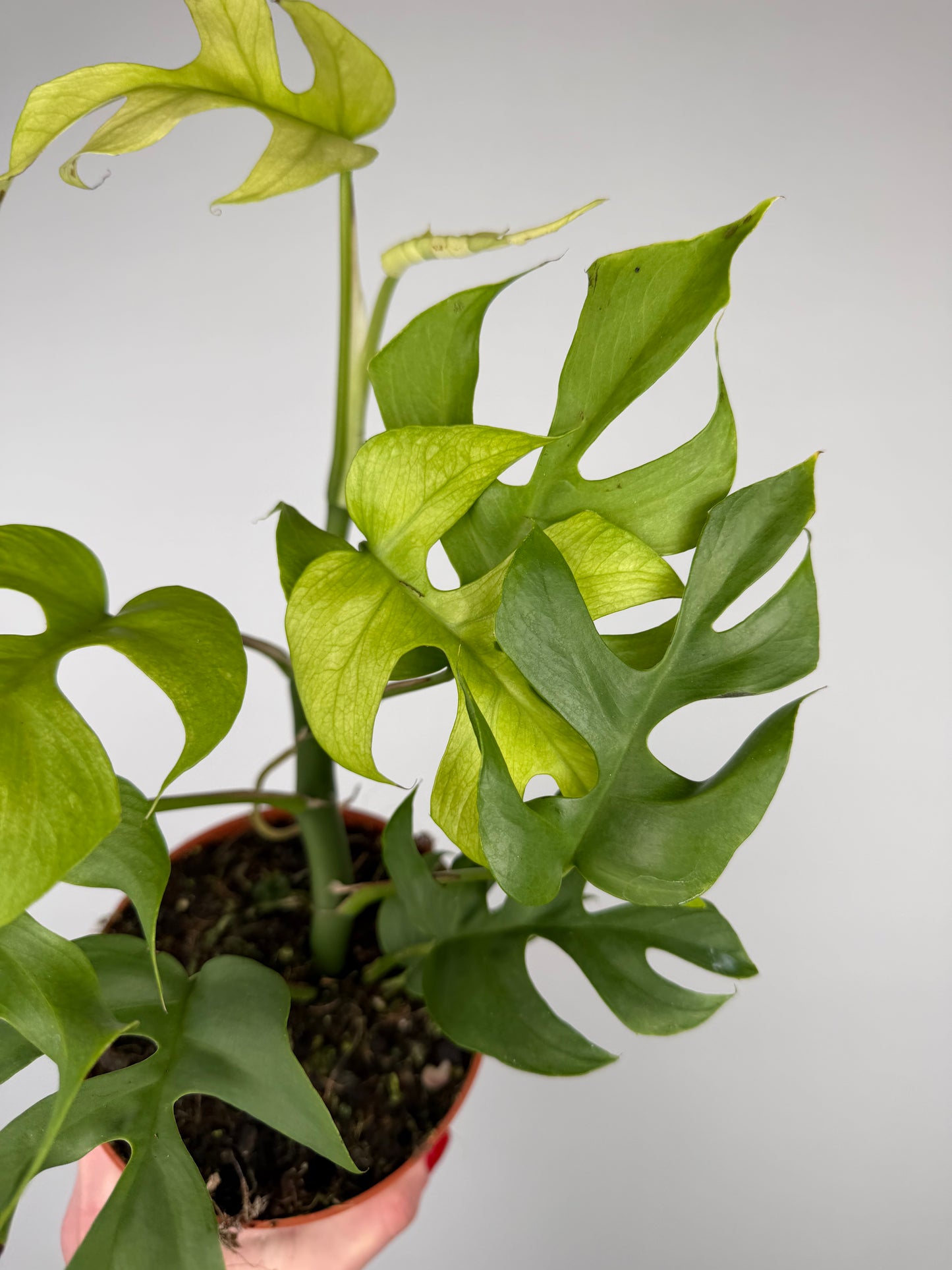 Monstera Minima Monstera Tropical Corner