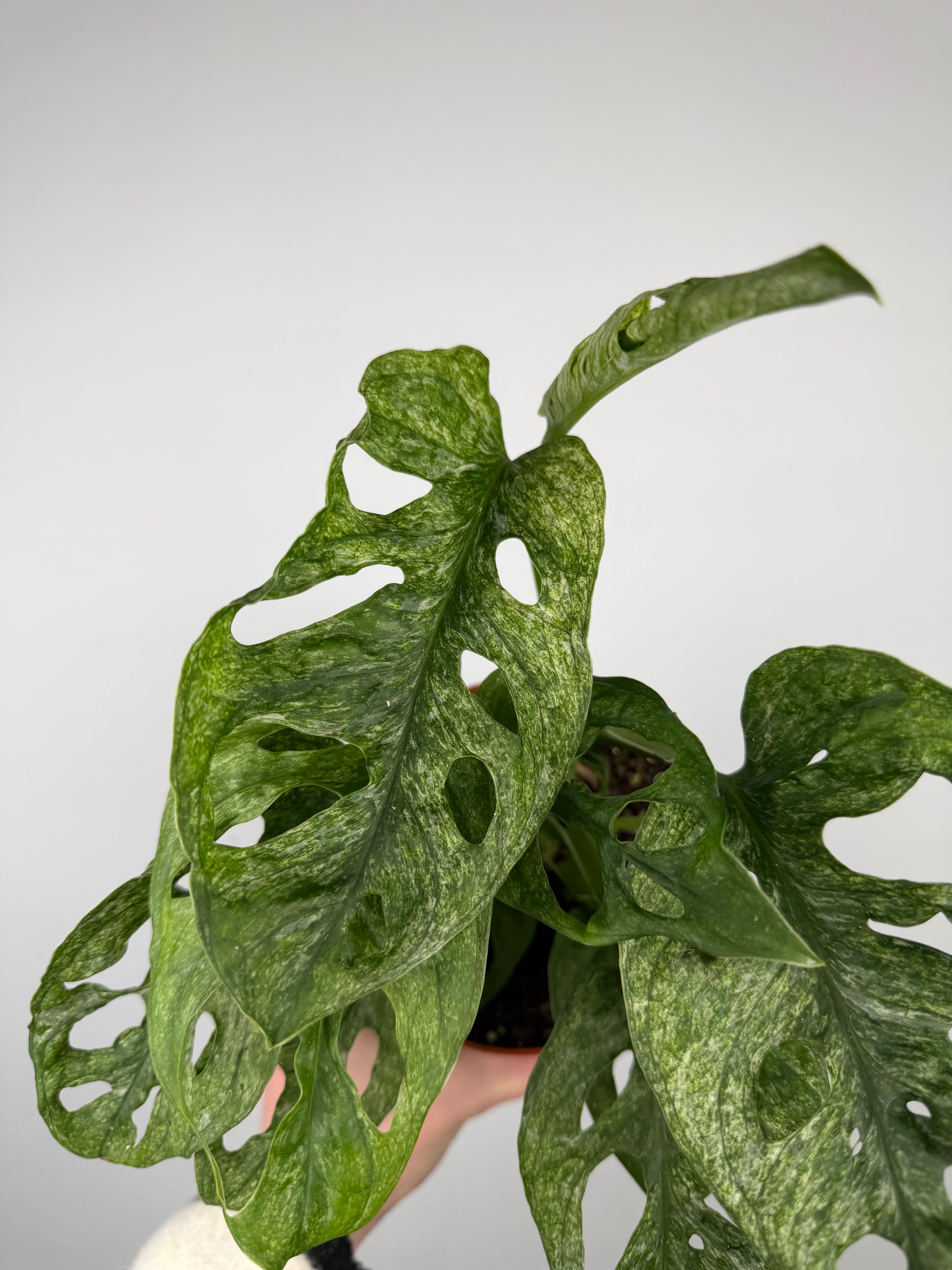 Monstera Adansonii "Mint" Monstera Tropical Corner