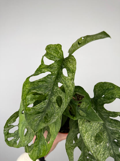 Monstera Adansonii "Mint" Monstera Tropical Corner