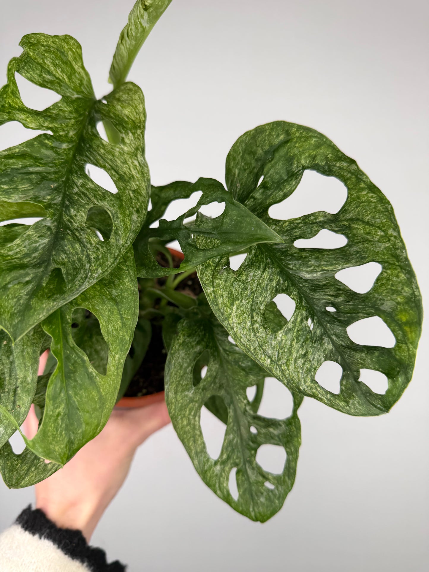 Monstera Adansonii "Mint" Monstera Tropical Corner