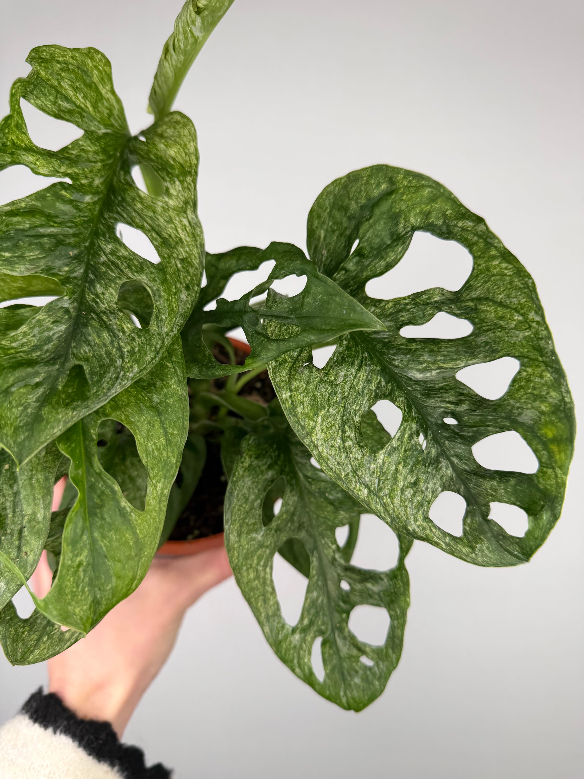Monstera Adansonii "Mint" Monstera Tropical Corner