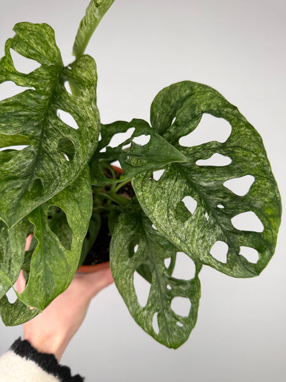 Monstera Adansonii "Mint" Monstera Tropical Corner