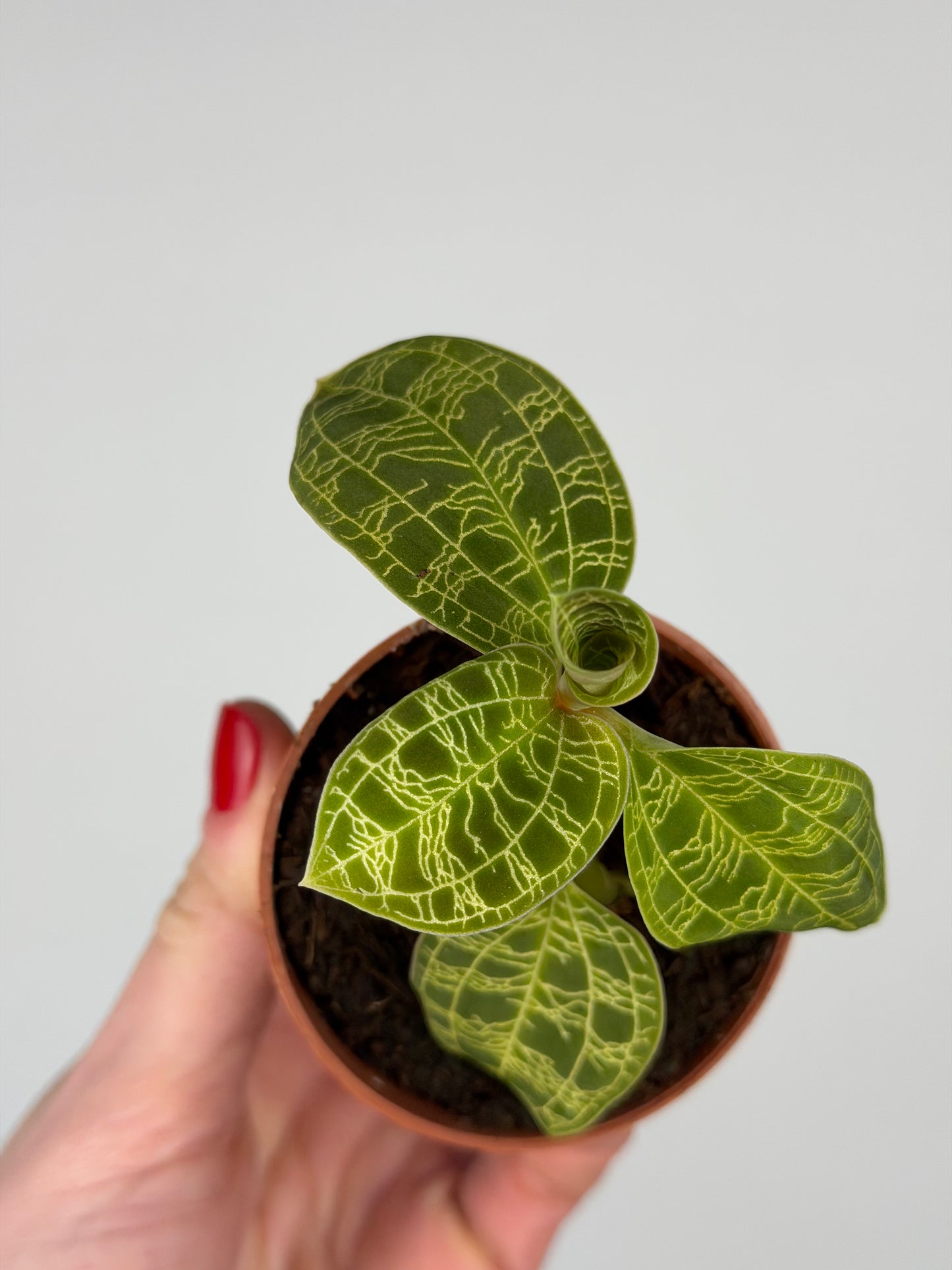 Macodes Petola Orchidea Tropical Corner