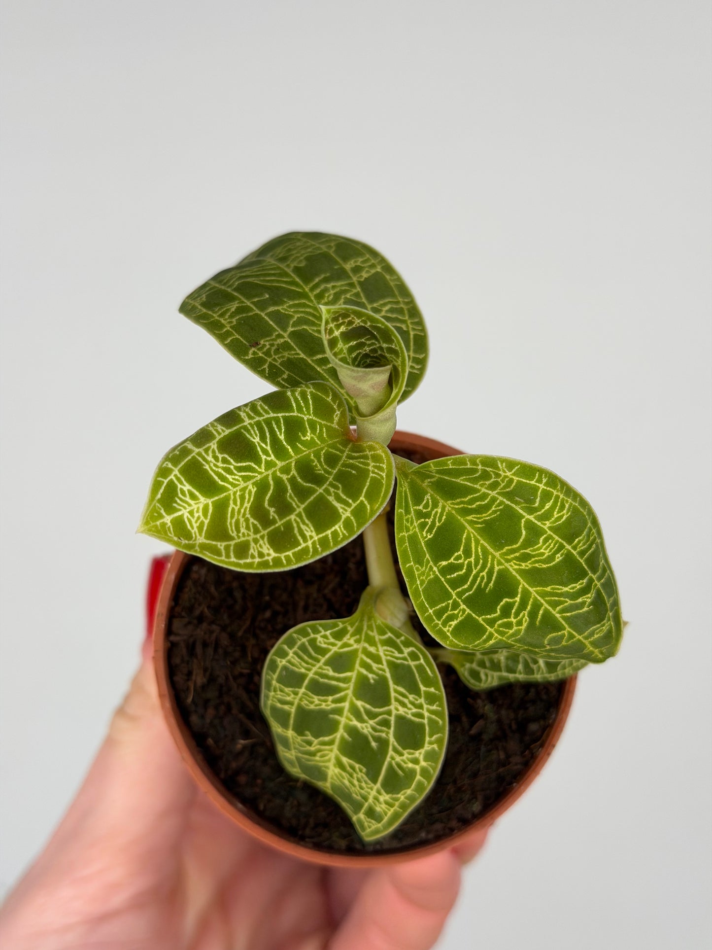 Macodes Petola Orchidea Tropical Corner