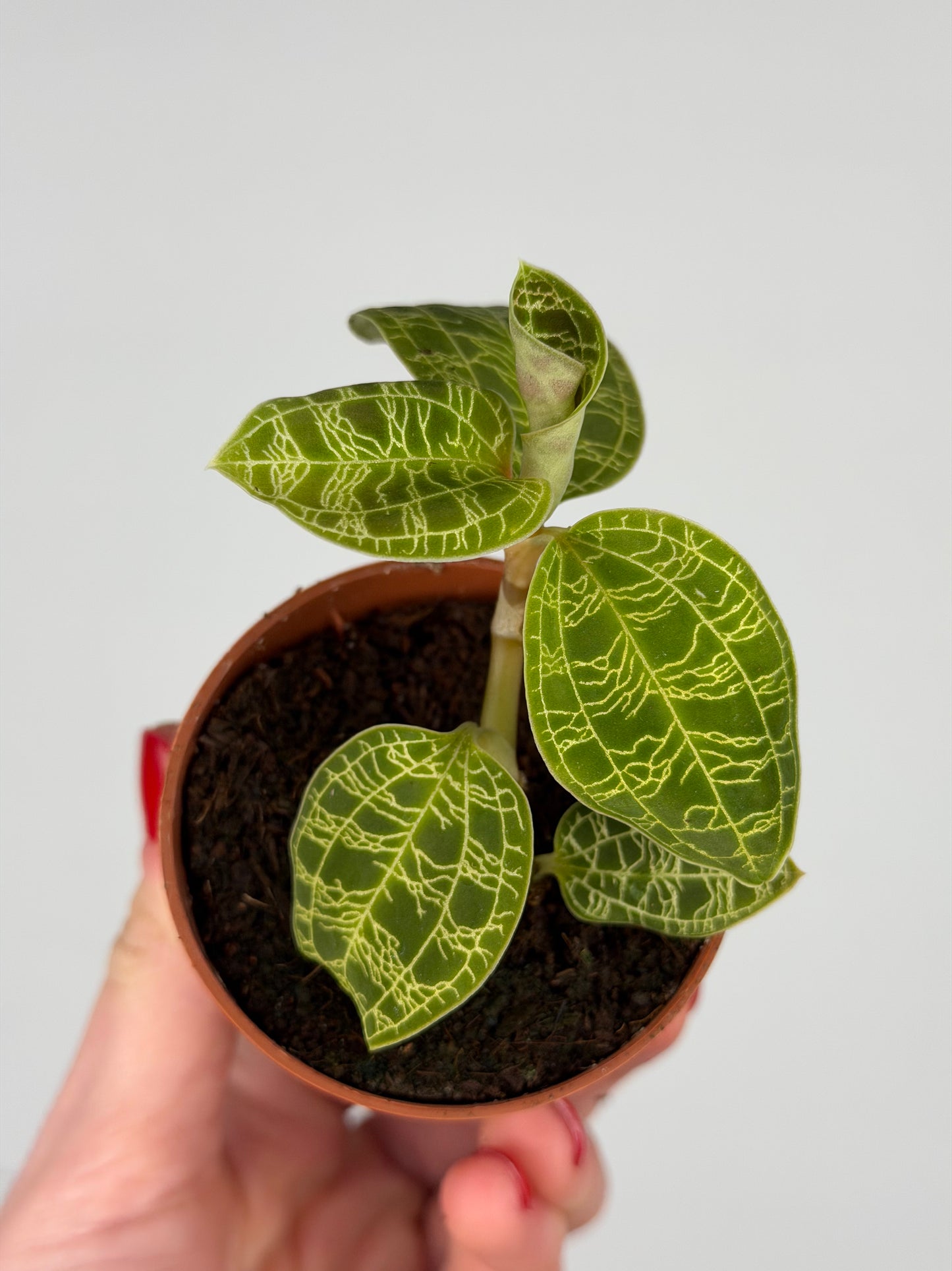 Macodes Petola Orchidea Tropical Corner