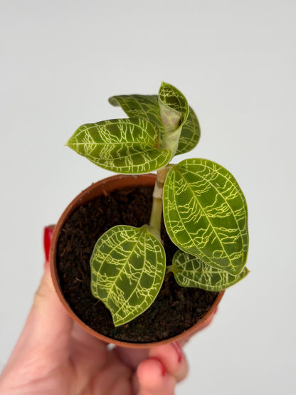 Macodes Petola Orchidea Tropical Corner