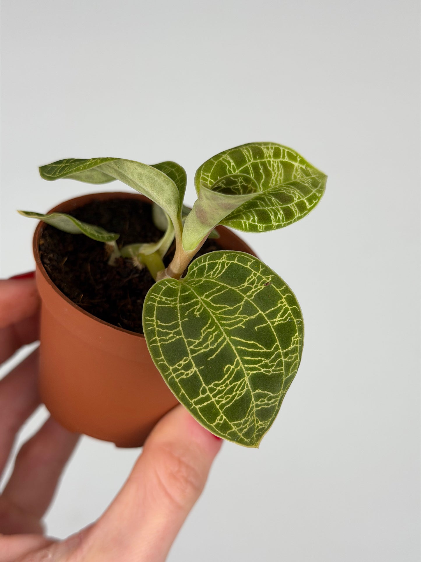 Macodes Petola Orchidea Tropical Corner