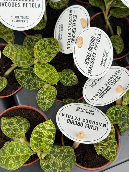 Macodes Petola Orchidea Tropical Corner