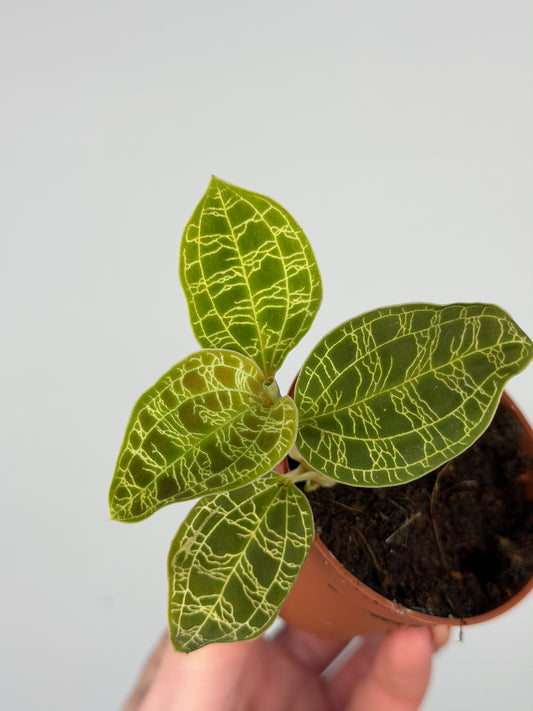 Macodes Petola Orchidea Tropical Corner