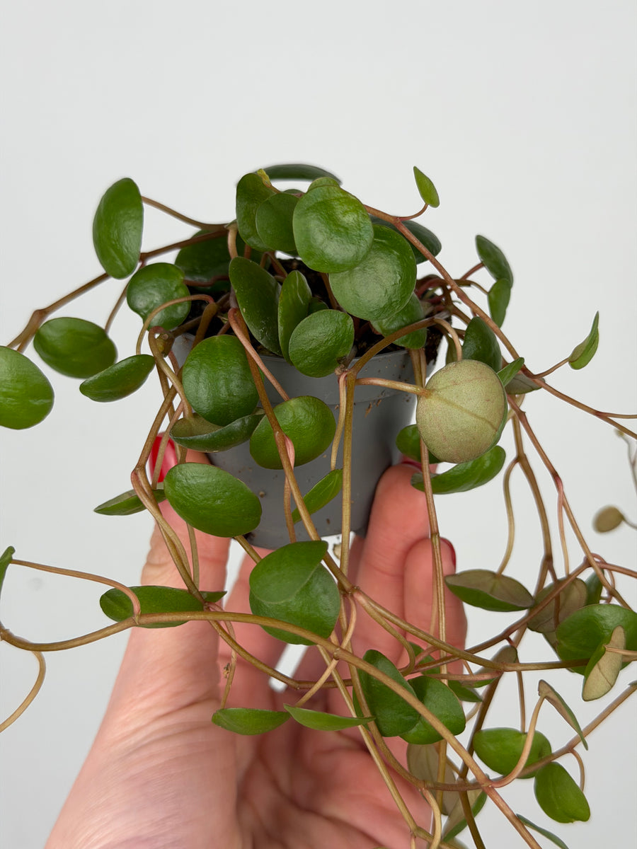 Peperomia 'Pepperspot'