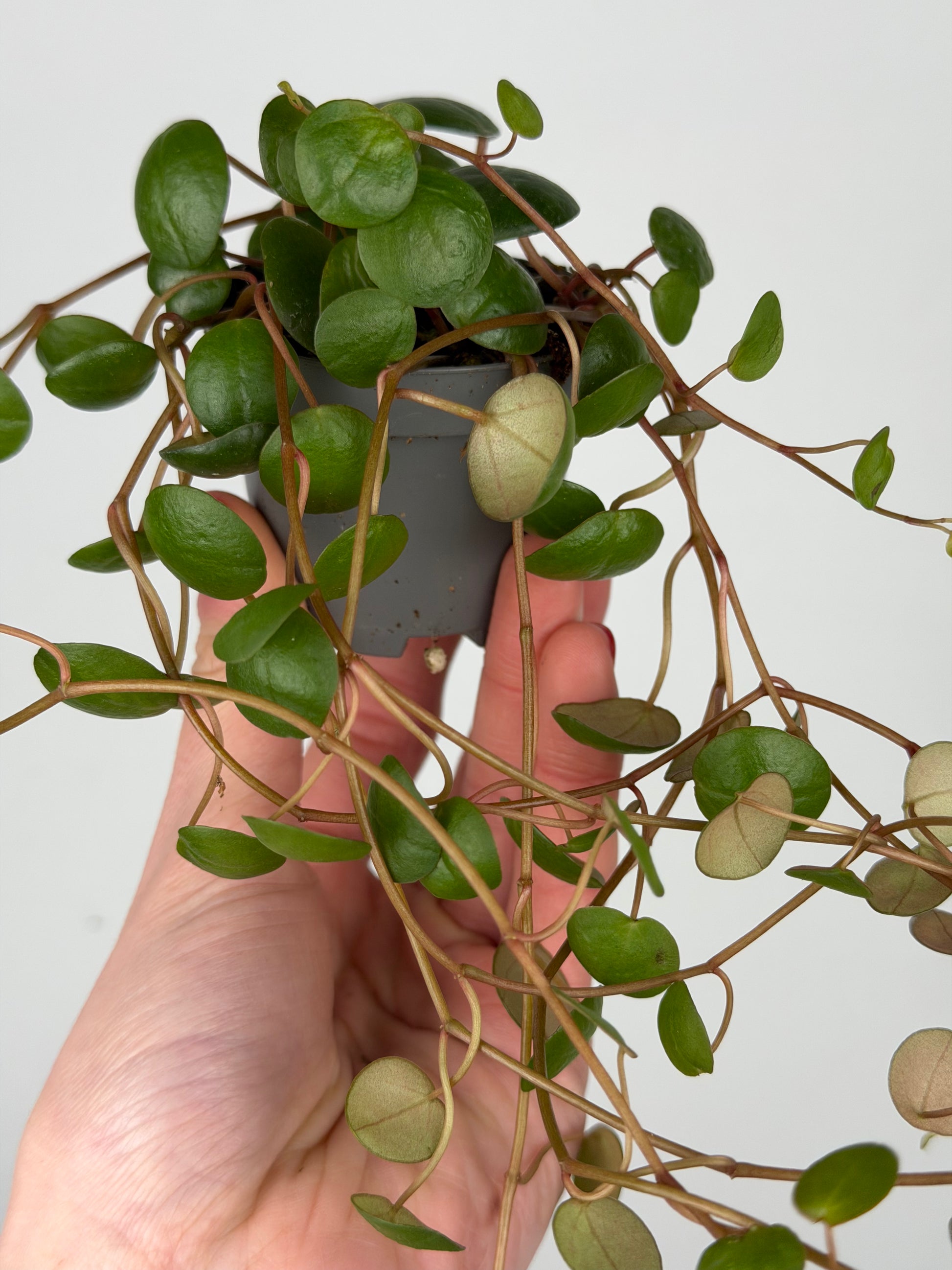 Peperomia 'Pepperspot' Peperomia Tropical Corner