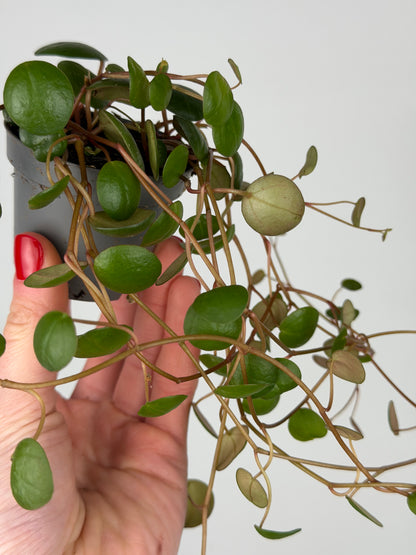 Peperomia 'Pepperspot' Peperomia Tropical Corner