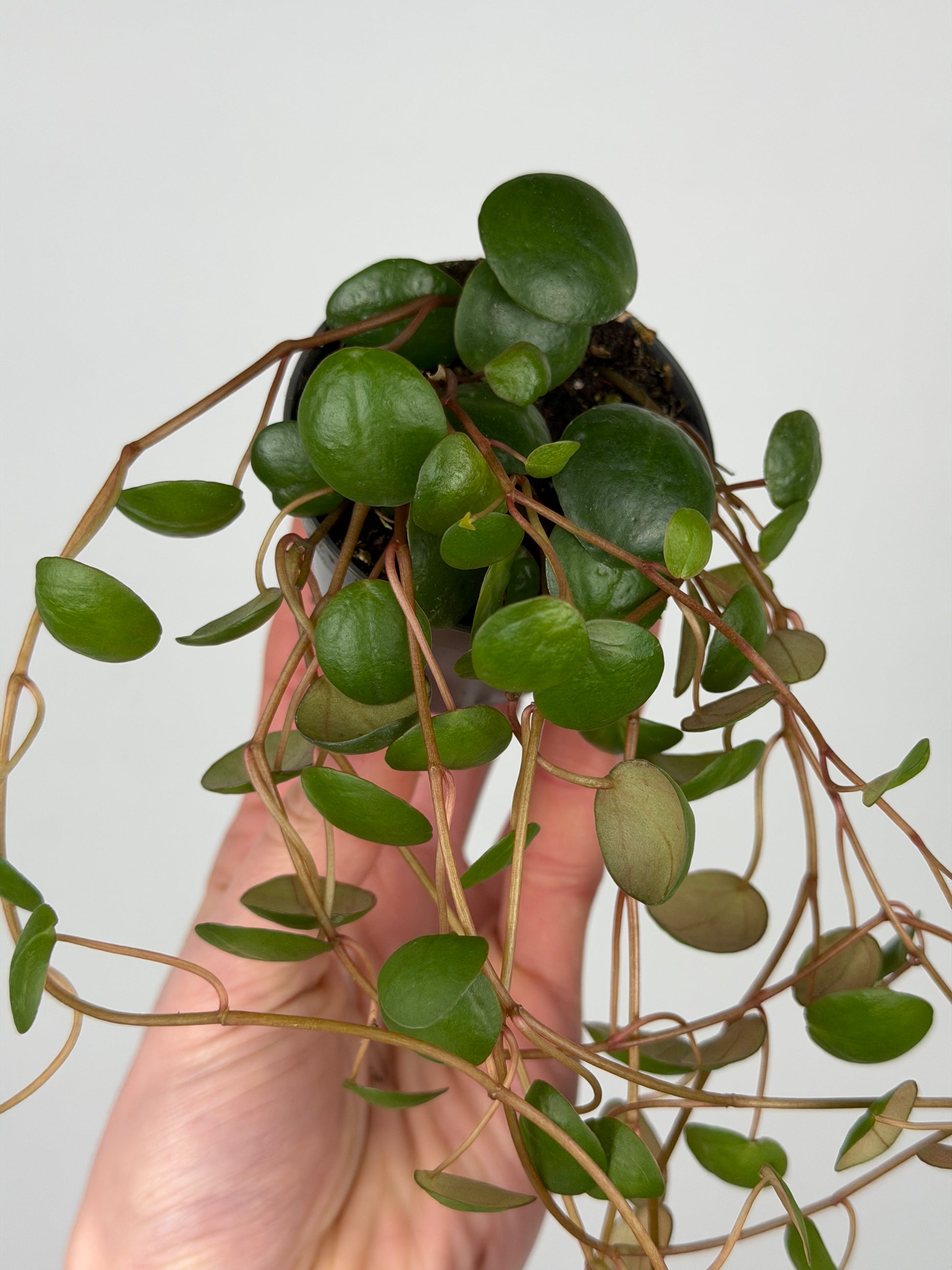 Peperomia 'Pepperspot' Peperomia Tropical Corner