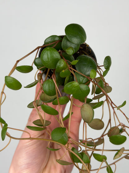 Peperomia 'Pepperspot' Peperomia Tropical Corner