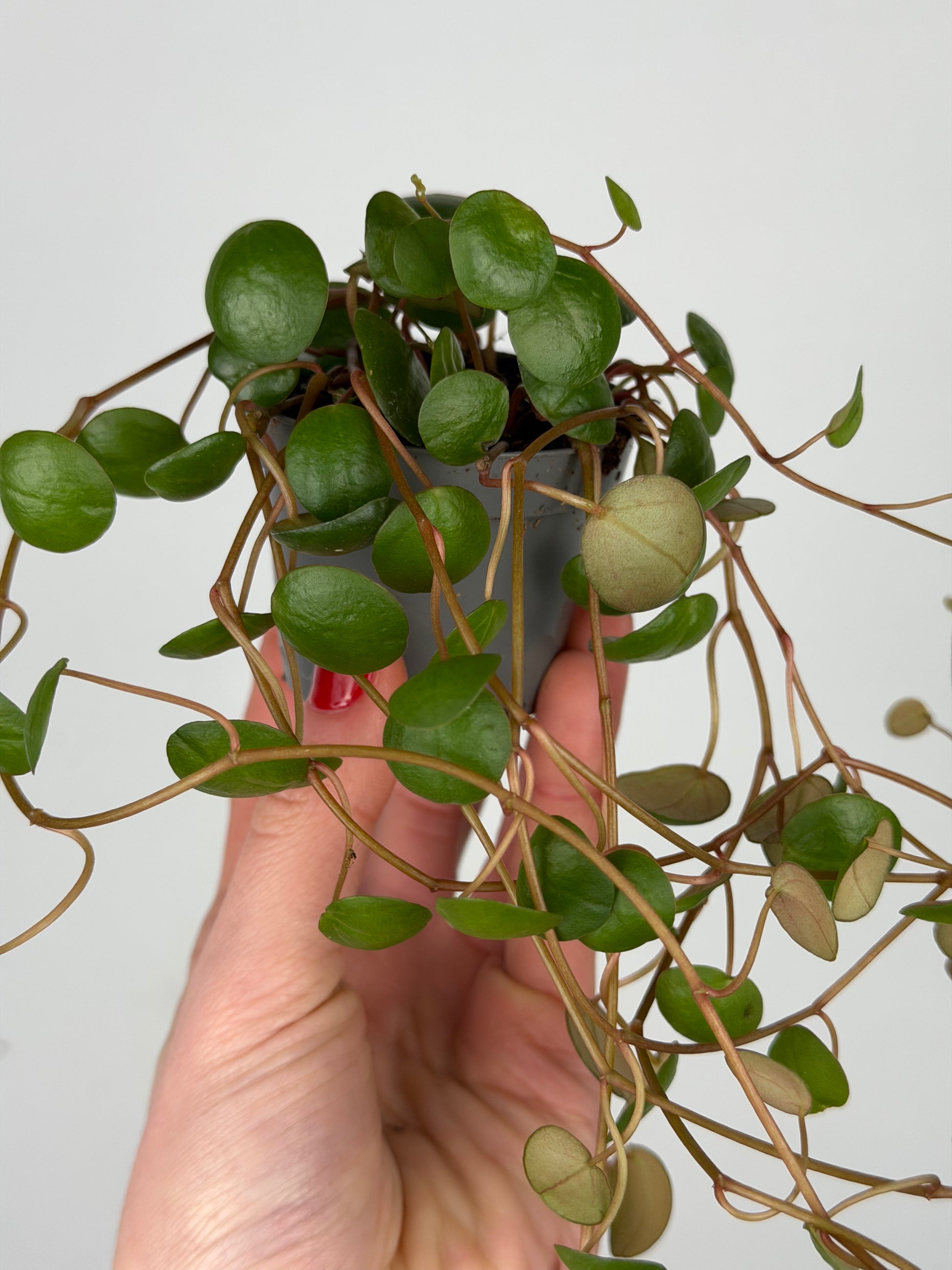 Peperomia 'Pepperspot' Peperomia Tropical Corner