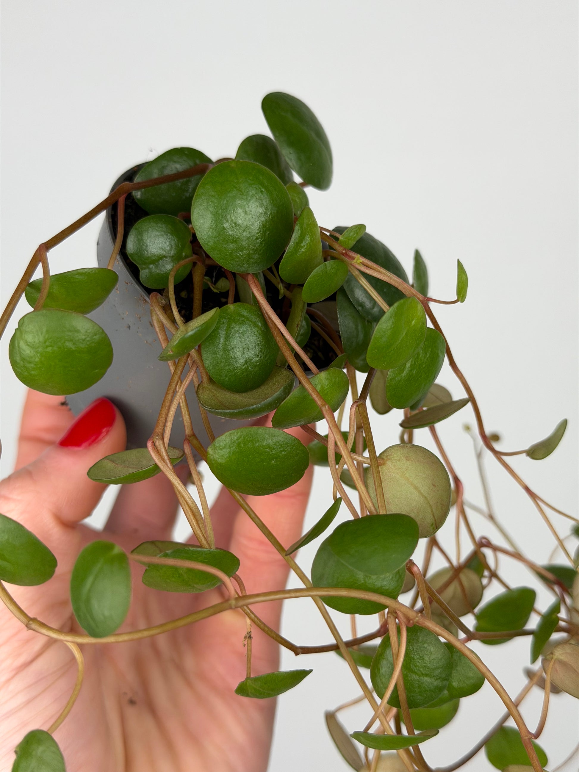 Peperomia 'Pepperspot' Peperomia Tropical Corner