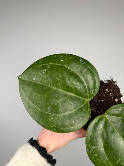 Hoya Sarawak Cream Hoya Tropical Corner