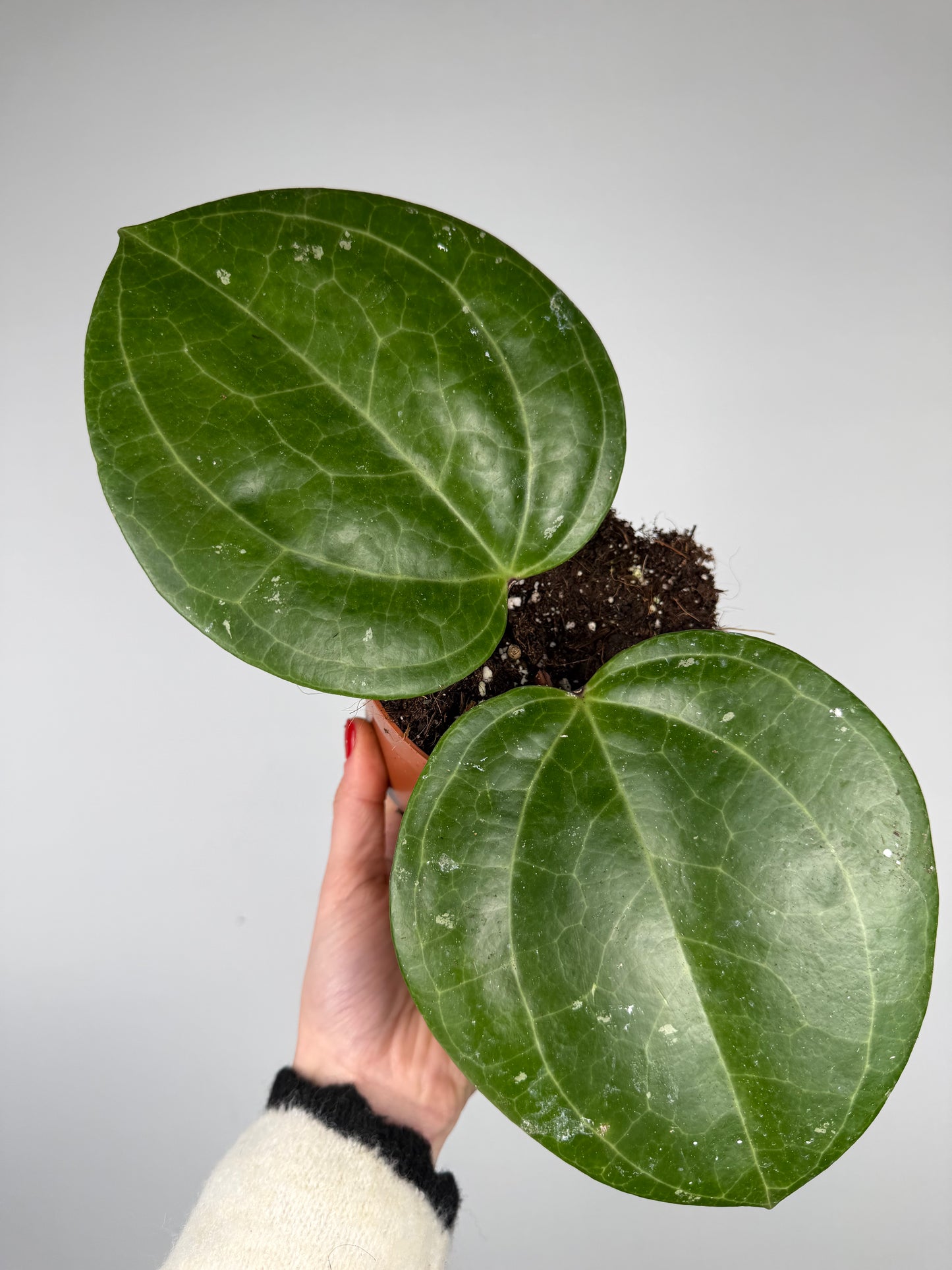 Hoya Sarawak Cream Hoya Tropical Corner
