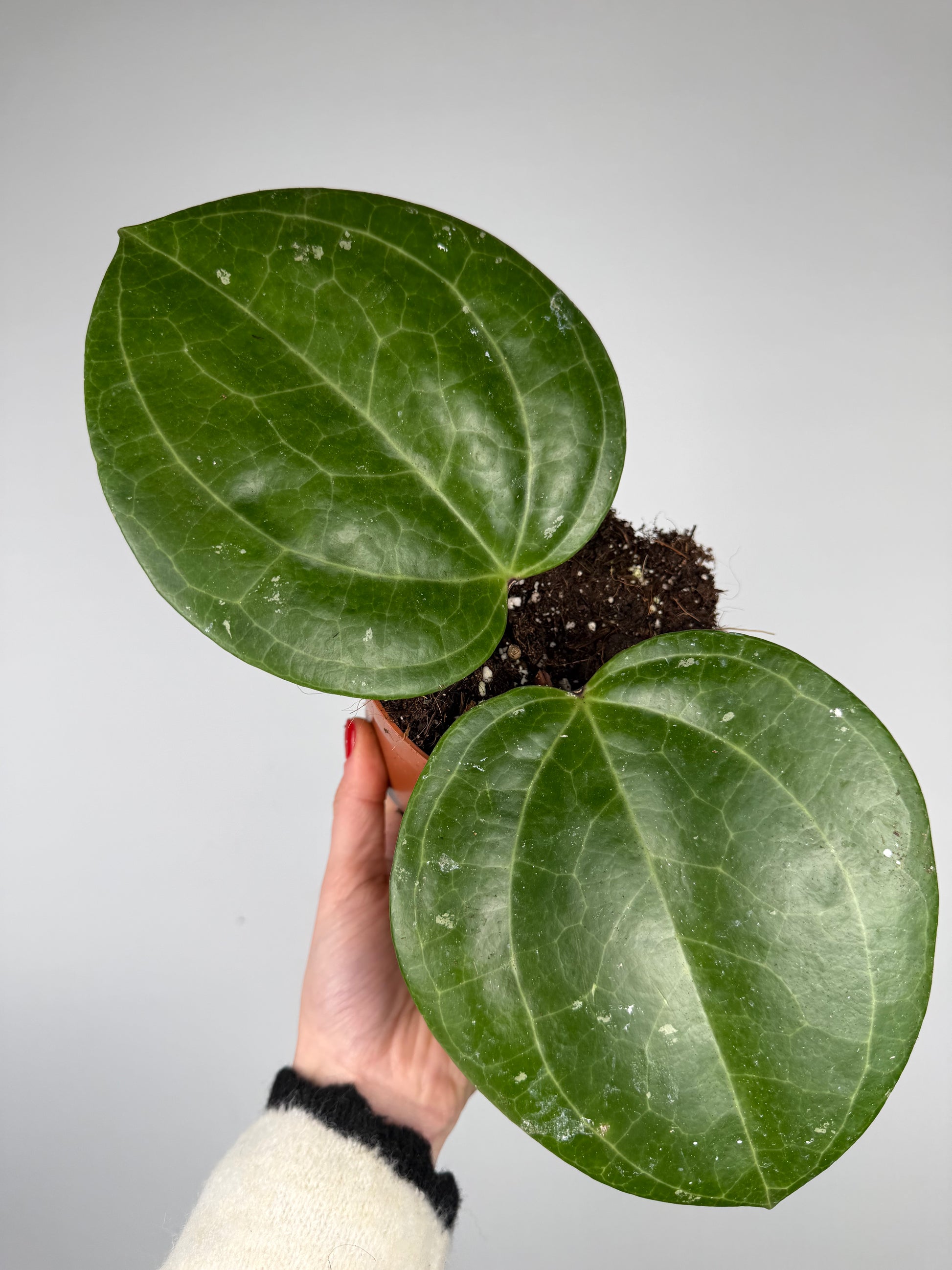 Hoya Sarawak Cream Hoya Tropical Corner