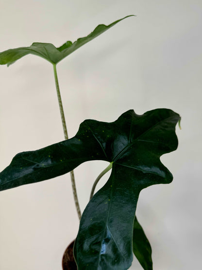 Alocasia Nycteris Batwing | Giada