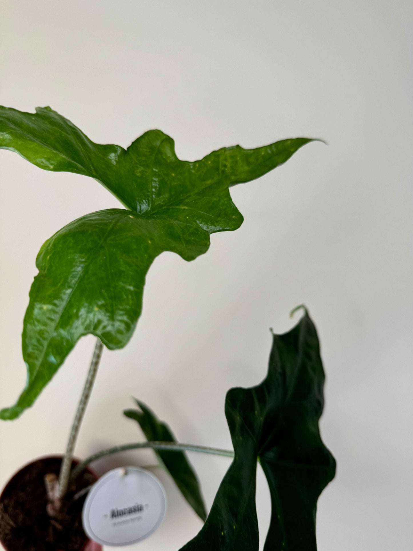 Alocasia Nycteris Batwing | Giada