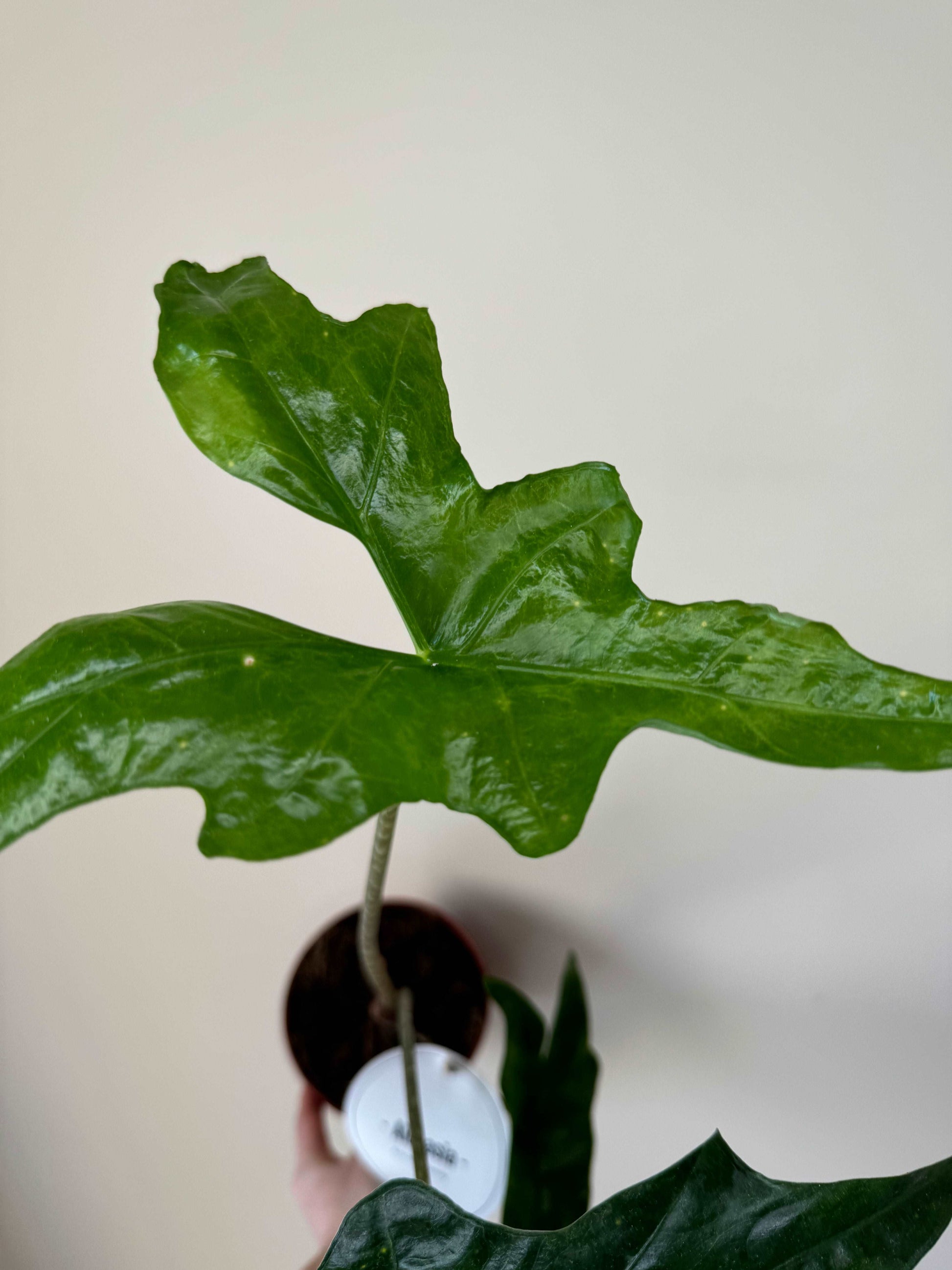 Alocasia Nycteris Batwing | Giada