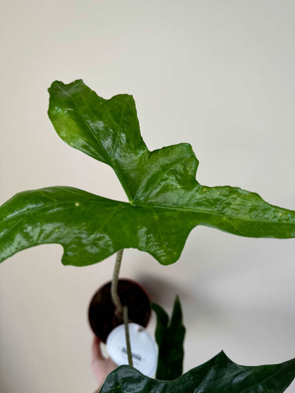 Alocasia Nycteris Batwing | Giada