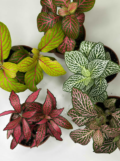 Fittonia Bundle