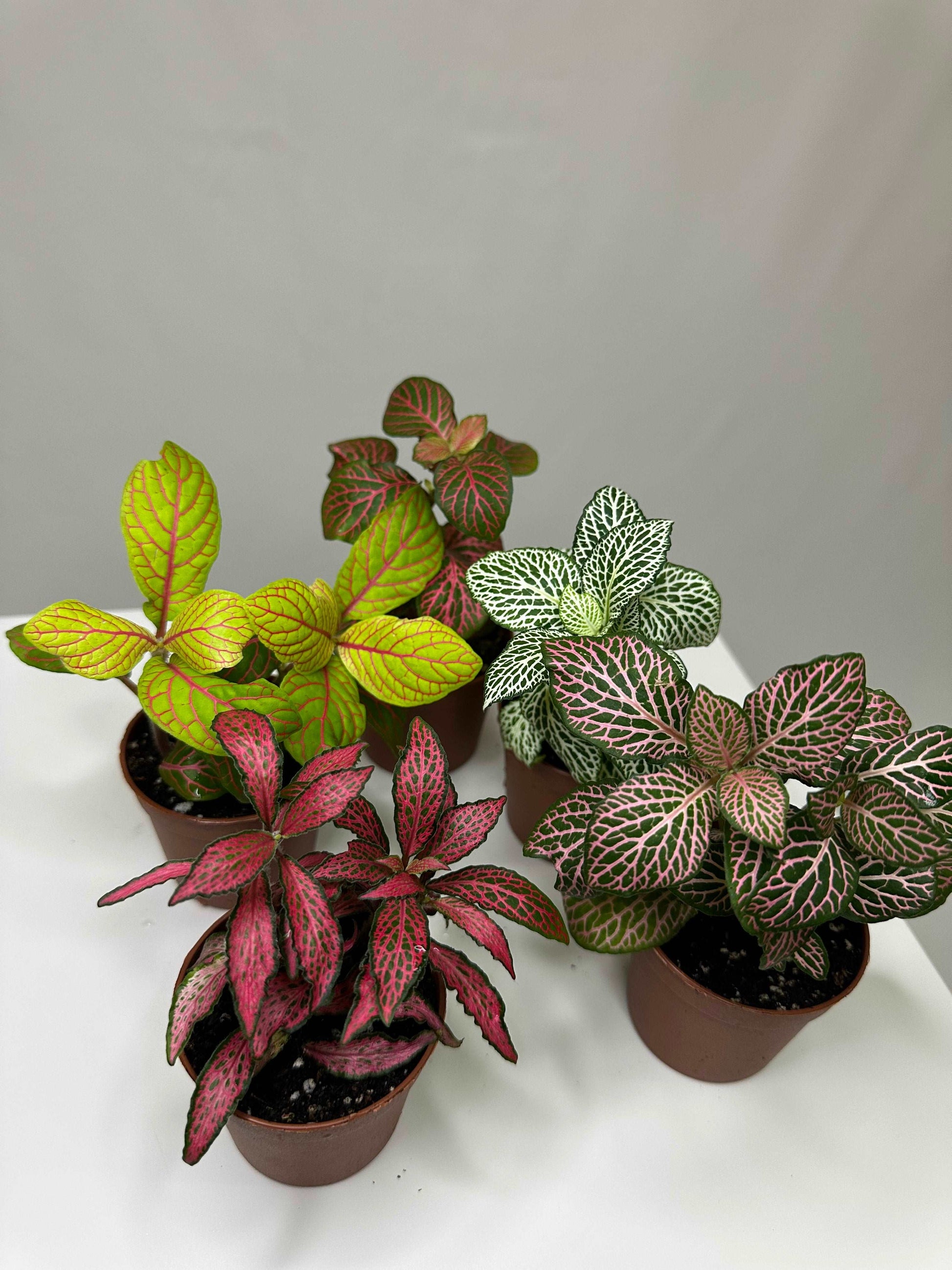 Fittonia Bundle