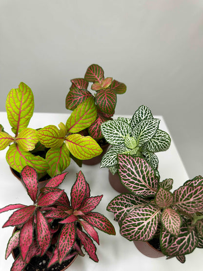 Fittonia Bundle