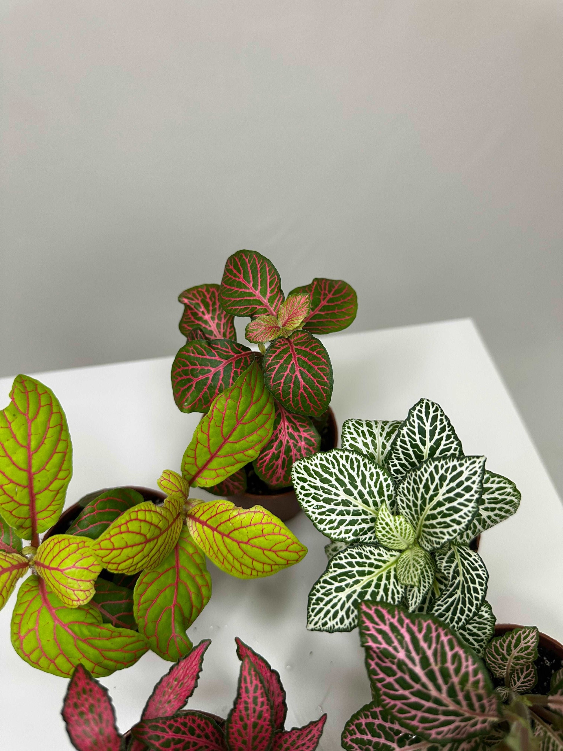 Fittonia Bundle